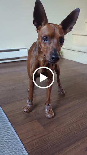 Customer video review of WagWellies® Mojave