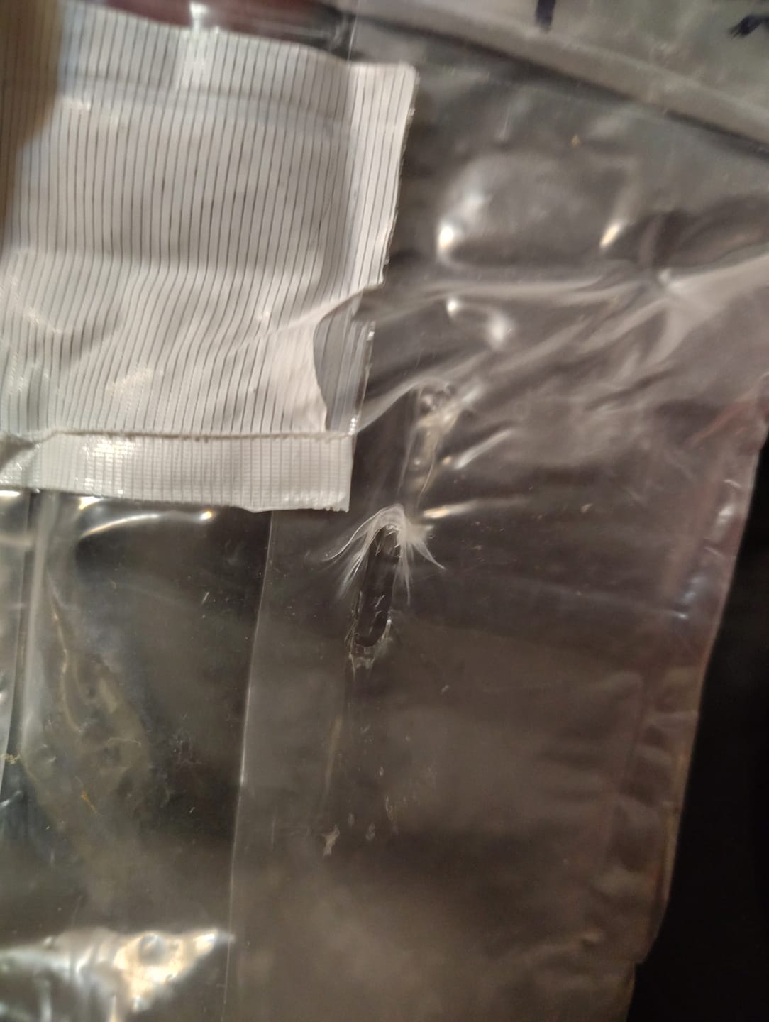 Customer photo review of Multi-Grain Spawn Bag