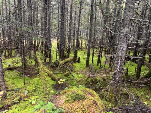 Customer photo review of Donner OURA™ R300 Home Digital Piano