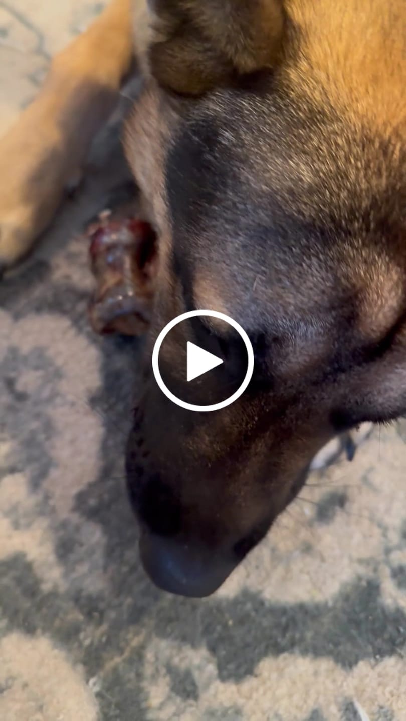 Customer video review of Power Chewer Trial Pack – Built for the Toughest Chewers!