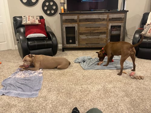 Customer photo review of Large Dog Black Friday Bundle (Your 12oz Jerky+2 Large Bones+12" Hick. Bully)