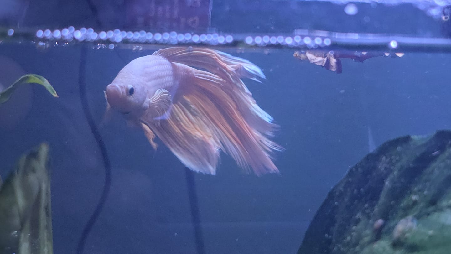 Customer photo review of Wild Alien Green Male Betta Fish