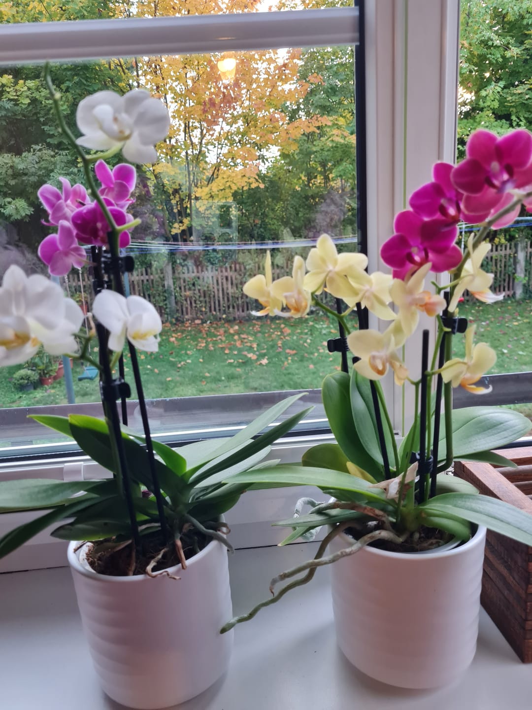 Customer photo review of Cocktail Orchideen im 2er Set mit 3+ Rispen inkl. Keramik
