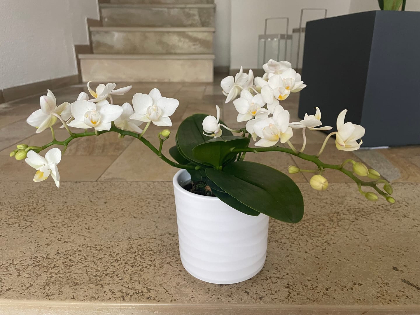 Customer photo review of Bonsaiorchidee Nazare mit weißen Blüten und 4+ Rispen inkl. Keramik