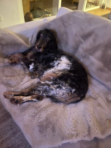 Kundenbewertung mit Foto zu CAILY | Hundedecke & Sofaschutz – Wasserdicht, waschbar & super weich
