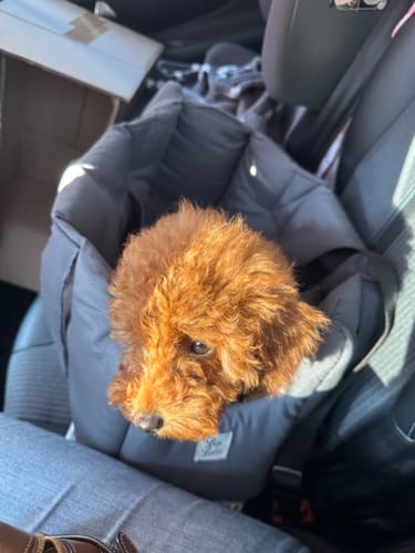 Customer photo review of Borsa Cotone Siena Grigio Scuro