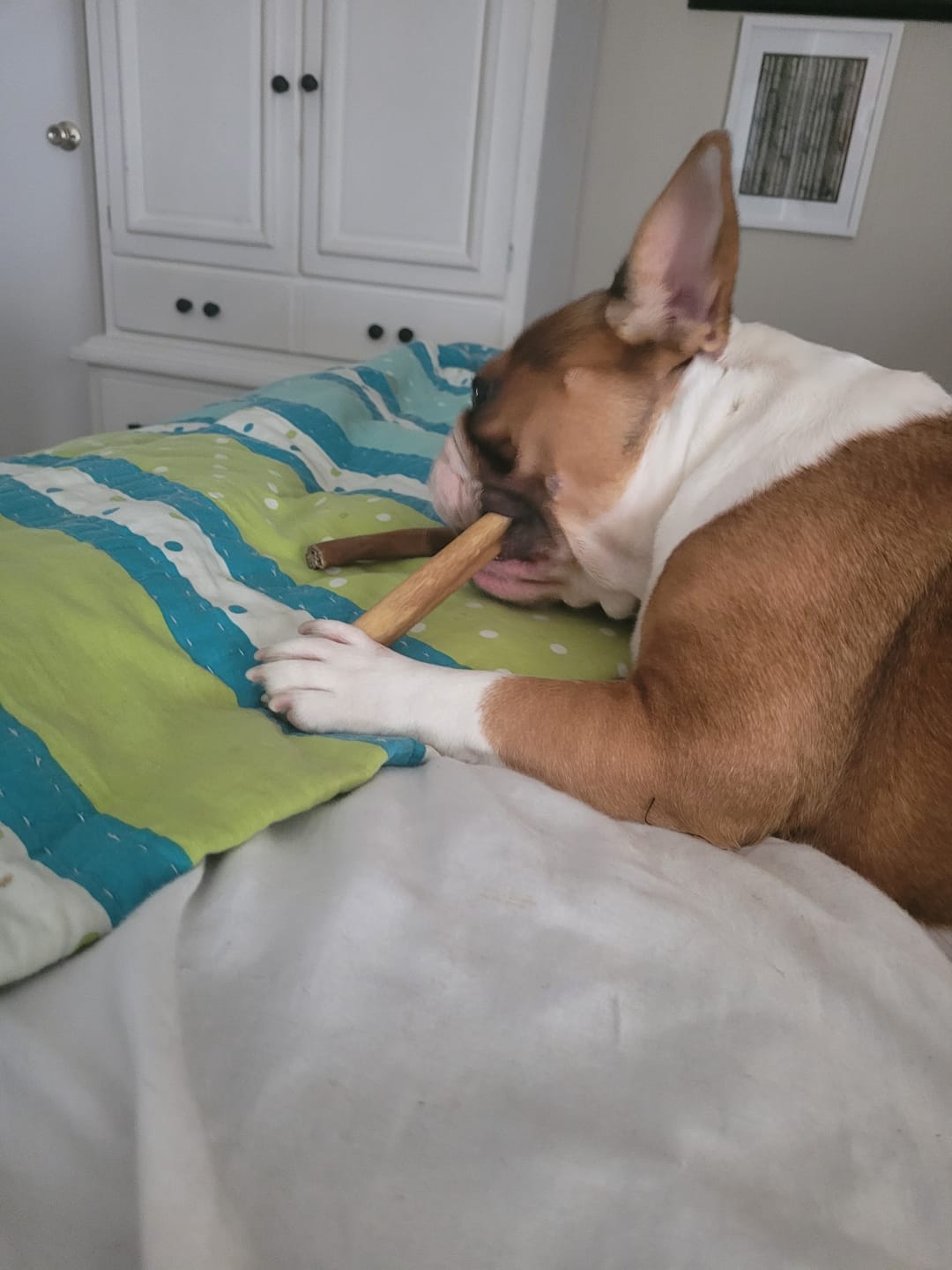 Customer photo review of 6 Inch Beef Collagen Sticks