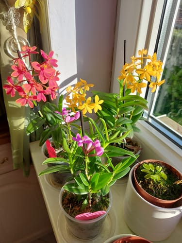 Customer photo review of Epidendrum Nordic Fire Dauerblüher mit gelber Blüte und 2+ Rispen