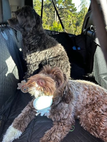 Customer photo review of NEW Waterproof Hard Bottom Car & Truck Seat Foldable Hammock Cover With Storage Pockets, Side Flaps, Headrest Straps, Seat Anchors, & Mesh Window (+FREE SAFETY BELT!)