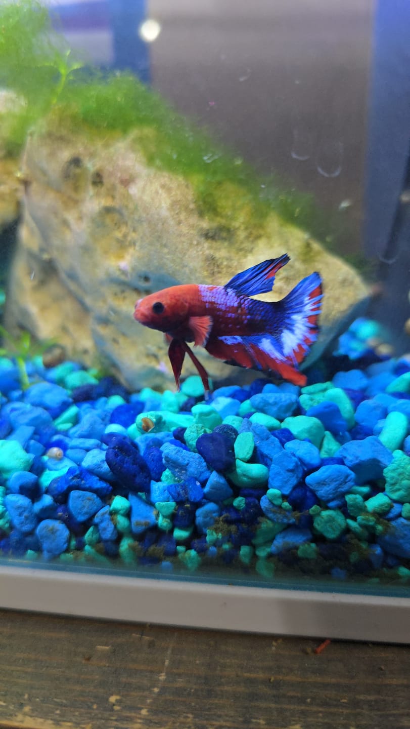 Customer photo review of Hellboy Plakat Male Betta Fish | Order Directly From Farm | You Pick Fish