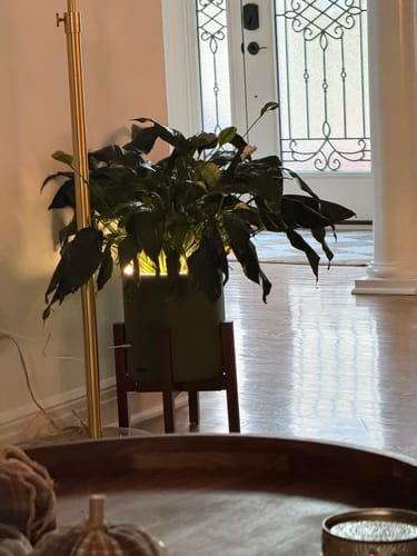 Customer photo review of Aura | Medium Round LED Planter - Zen Sage