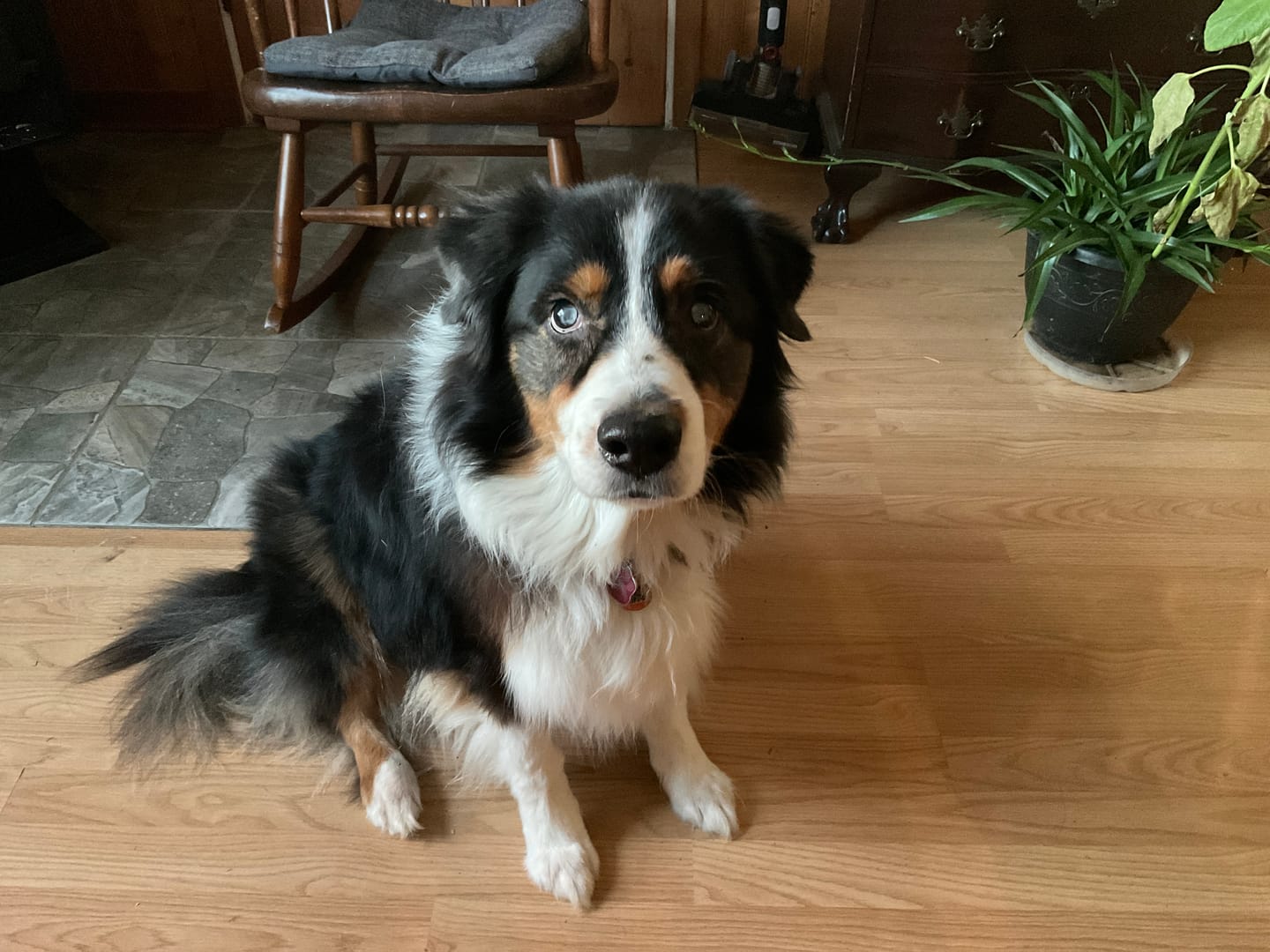 Customer photo review of TRIO PEAU pour chiens et chats : DIGI, TOXY, PEASY