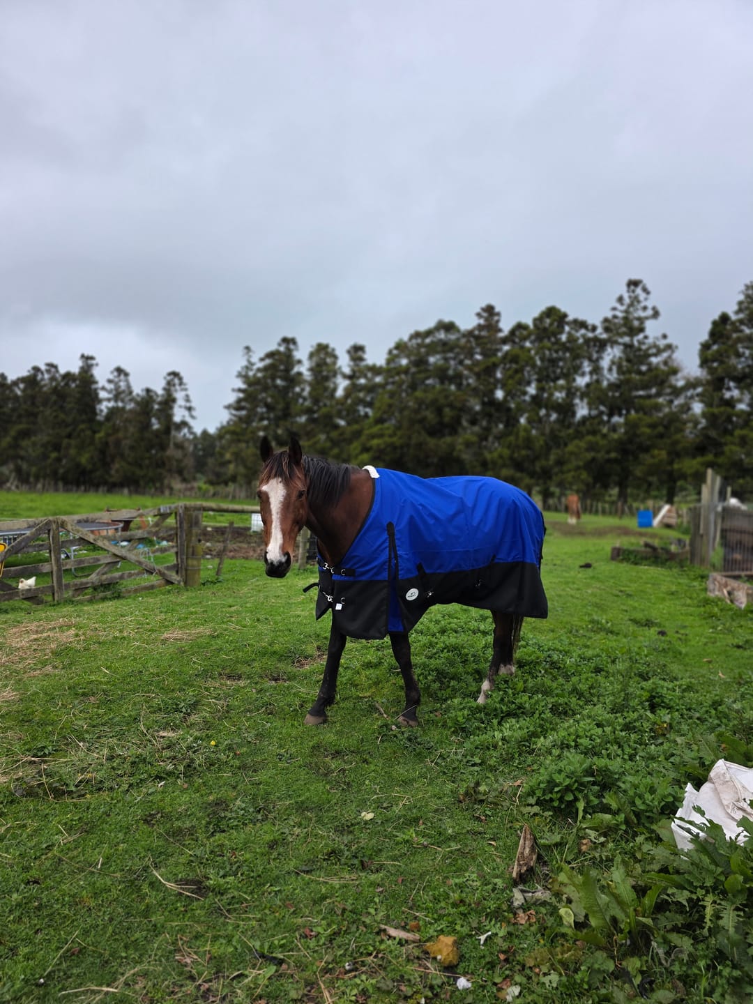 Customer photo review of NZ Tack Duke 1200D Standard Neck