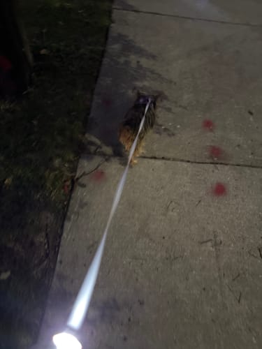 Customer photo review of FIDA LED Lighted Retractable Dog Leash