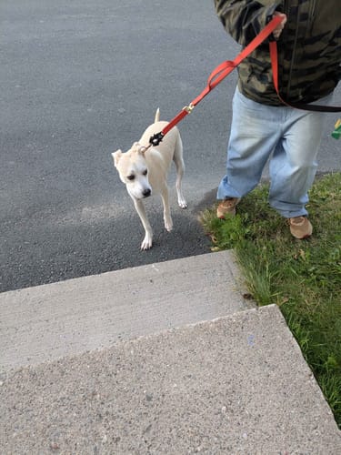 Customer photo review of Tacti Luxe Dog Leash - Gold Cognac