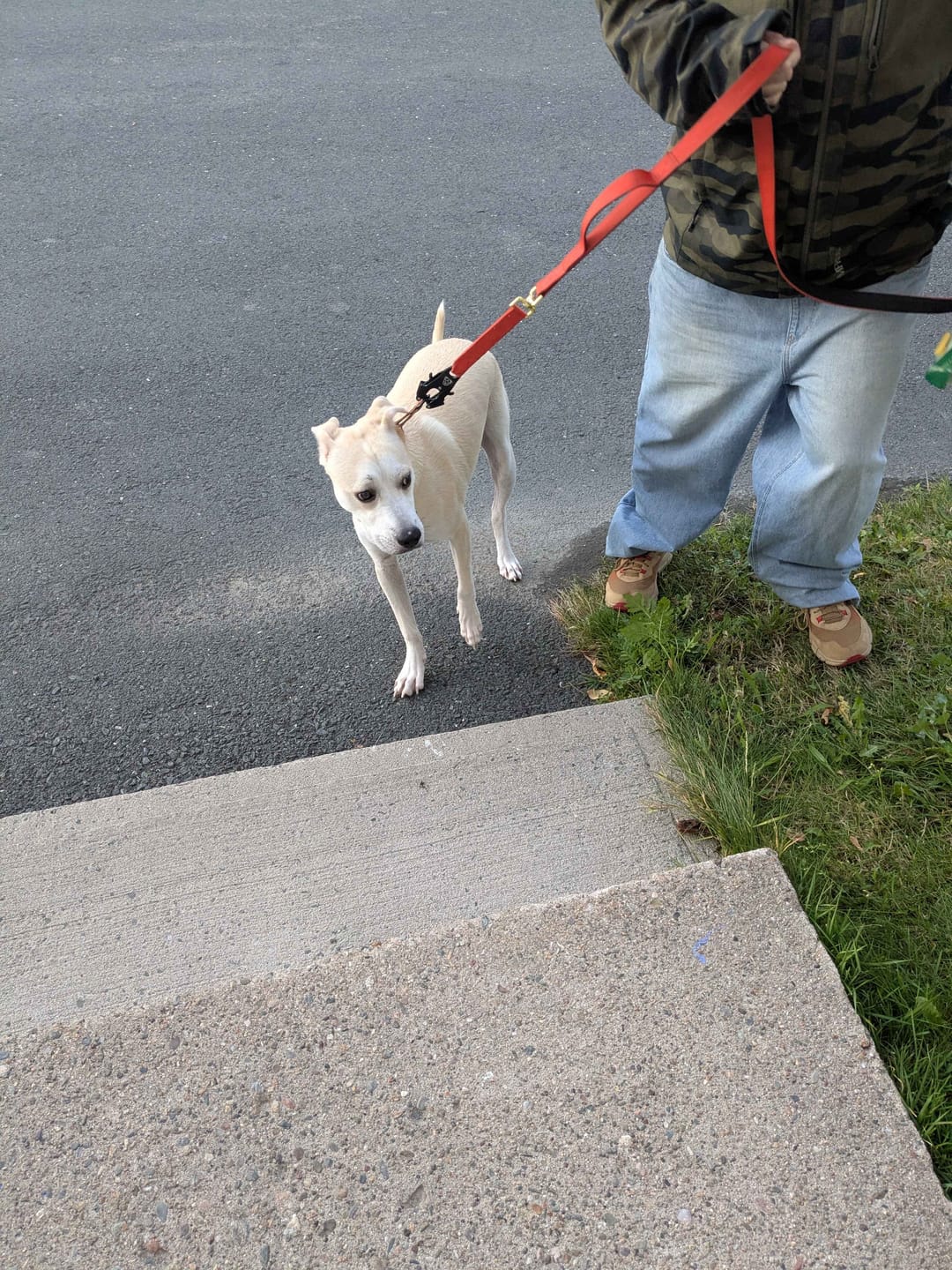 Customer photo review of Tacti Luxe Dog Leash - Gold Cognac