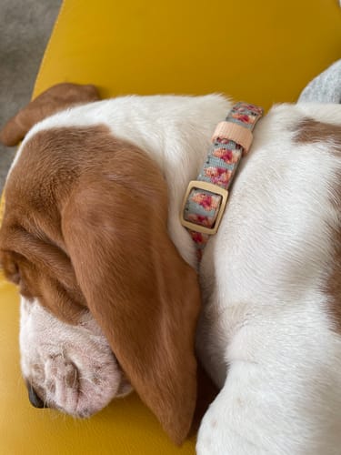 Customer photo review of Disney© Collar - Winnie The Pooh