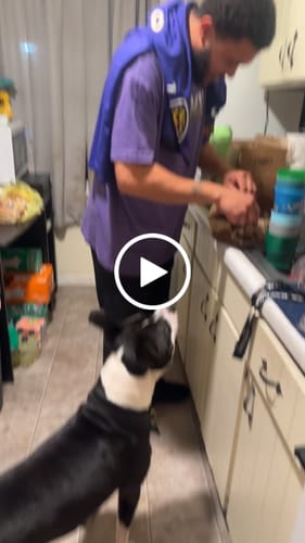 Customer video review of Large Dog Black Friday Bundle (Your 12oz Jerky+2 Large Bones+12" Hick. Bully)