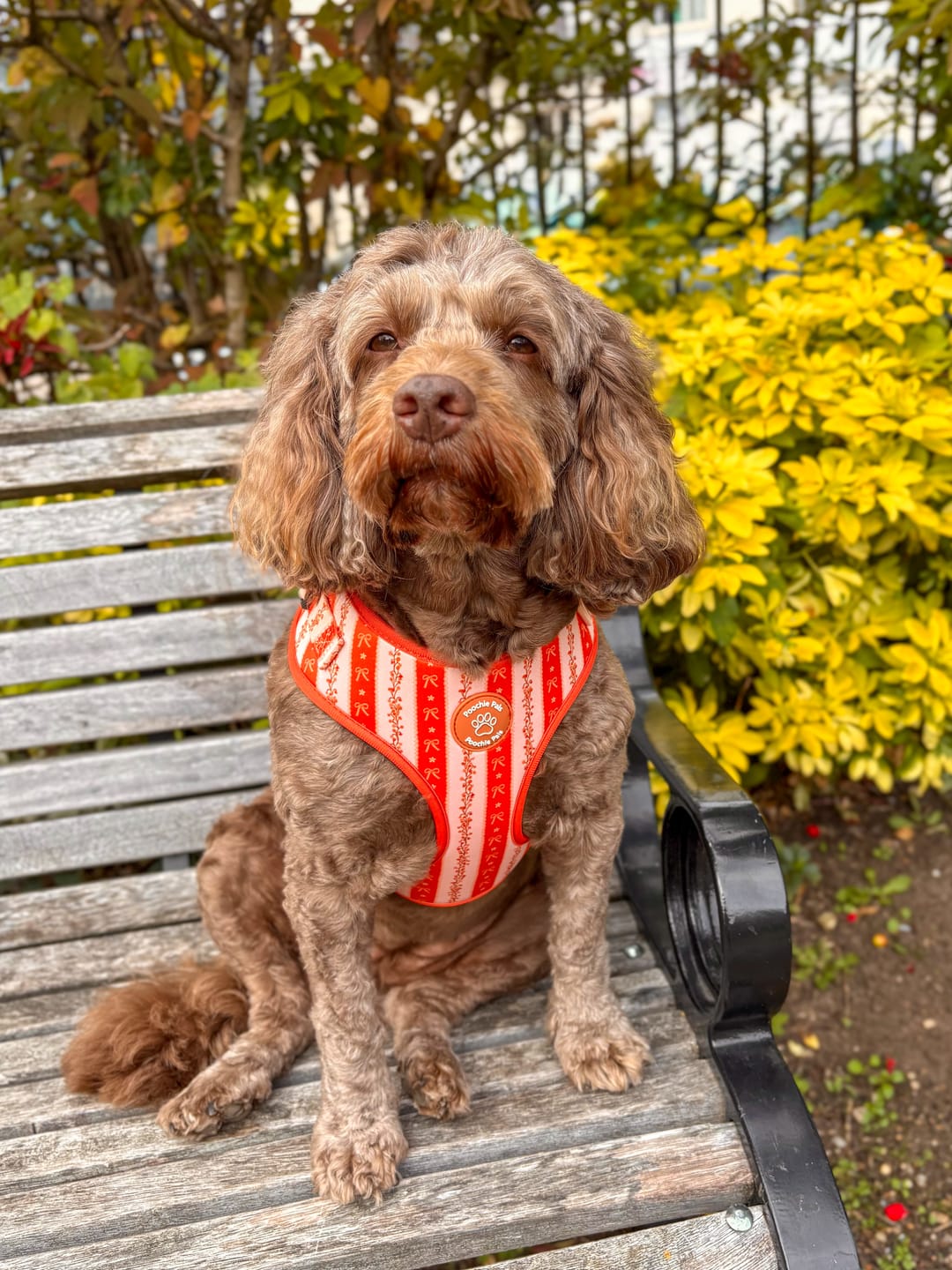 Customer photo review of Bow & Blooms Dog Harness