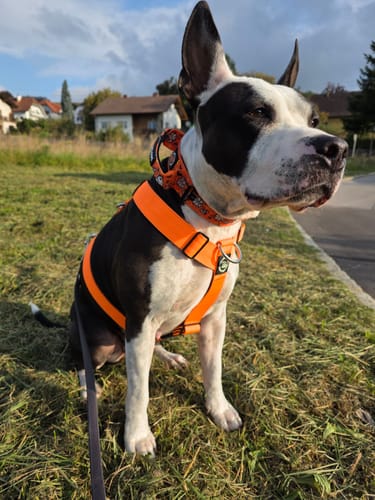 Customer photo review of Training Anti Pull TRI-Harness® | M-XL Breeds - Orange