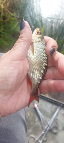 Customer photo review of RECORD GOUD 2kg - 2 Opties