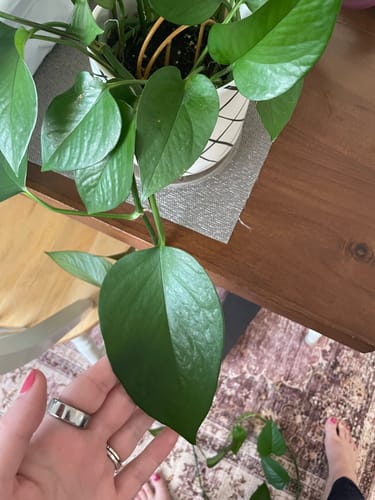 Cara W. review of Soil Refresh image 1 out of 1