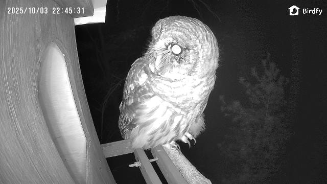 Customer photo review of Birdfy Cam - Versatile Standalone Backyard Birdwatching Camera
