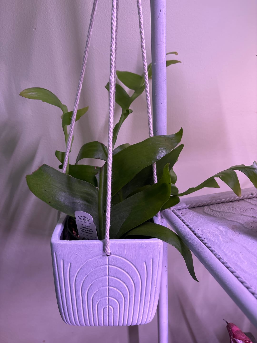 Customer photo review of Cactus Selenicereus chrysocardium "Sharktooth"