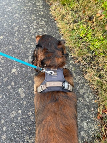 Customer photo review of Staey - Elma Active Hundesele, Storm