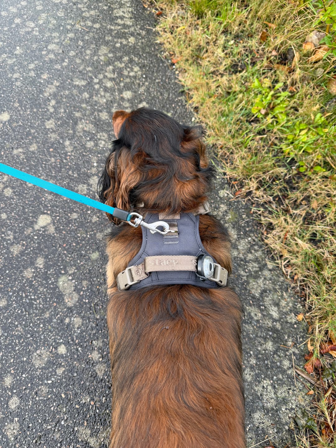 Customer photo review of Staey - Elma Active Hundesele, Storm