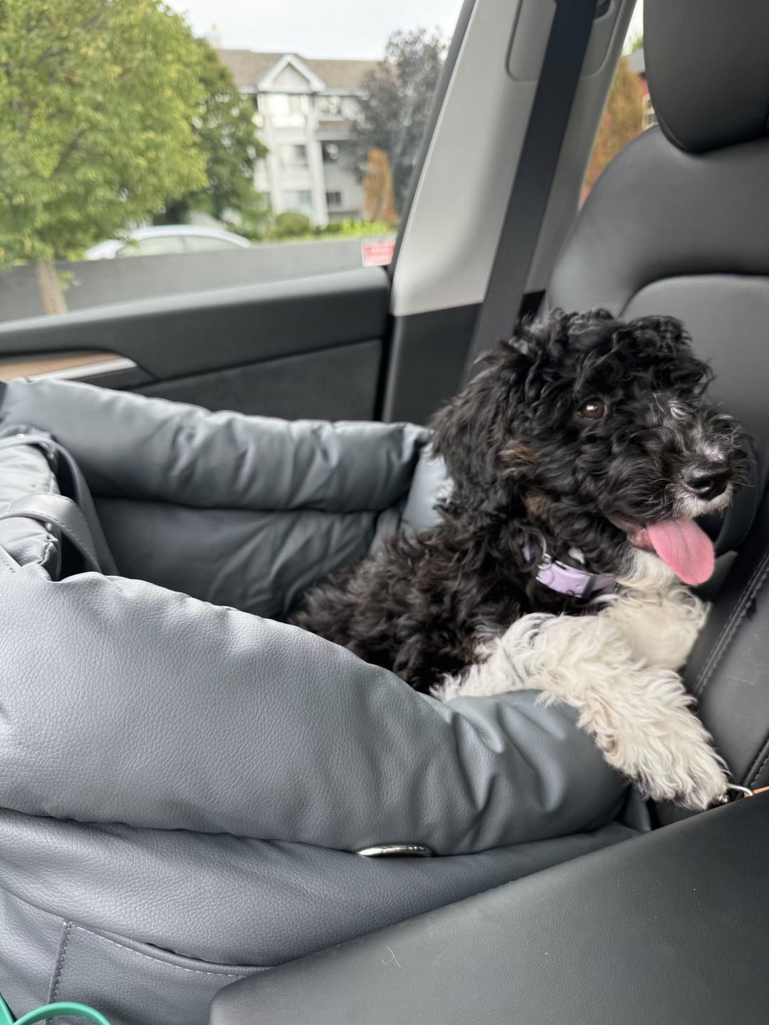 Customer photo review of Dark blue Premium Dog Car Elevated Bed