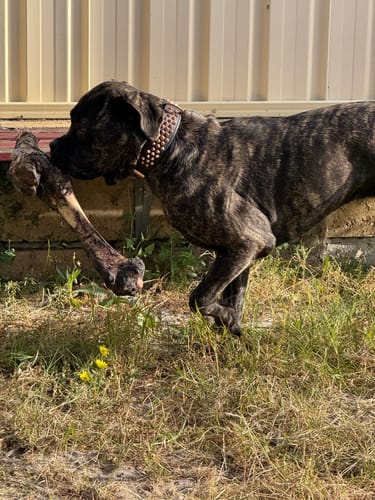 Customer photo review of Hand Made Leather Dog Collar - Ruthless Black  & Rose Gold (Wide Fit)