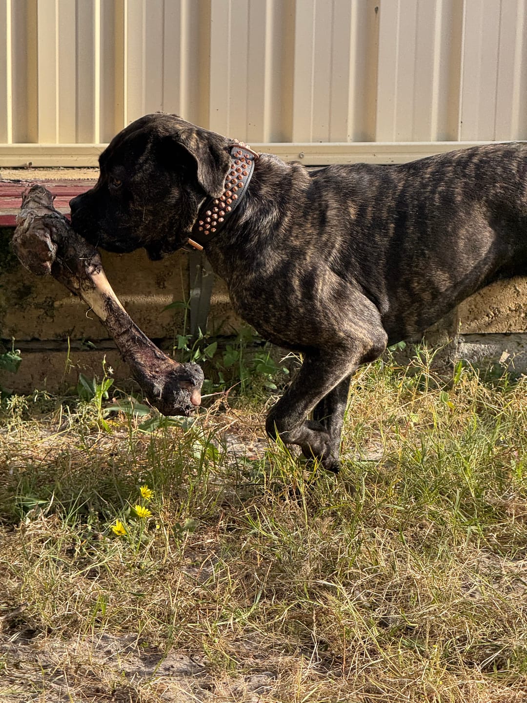 Customer photo review of Hand Made Leather Dog Collar - Ruthless Black  & Rose Gold (Wide Fit)