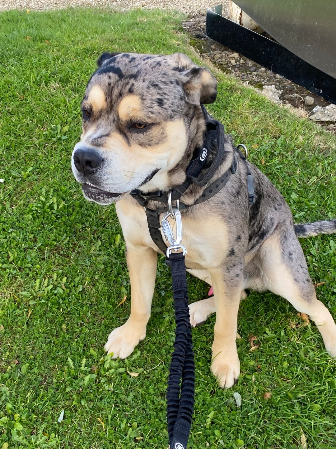 Customer photo review of 4cm Tweed Combat® Collar | Handle & Secure Clip - Charcoal Black