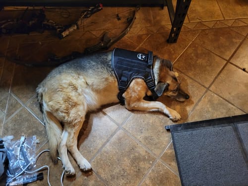 Customer photo review of NEW Upgraded Tactical No-Pull Team K9™ Dog Harness with 4 Quick-Release Metal Buckles, Reinforced Front & Back D-Rings, Hook & Loop Panels, Adjustable Straps, Reflective Strips, & Top Handle