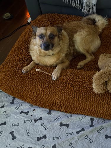 Customer photo review of Roo Tendons