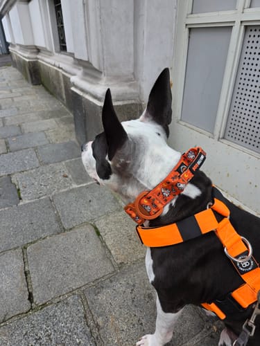 Customer photo review of 4cm Lighter Combat® Collar | Halloween BooBillows