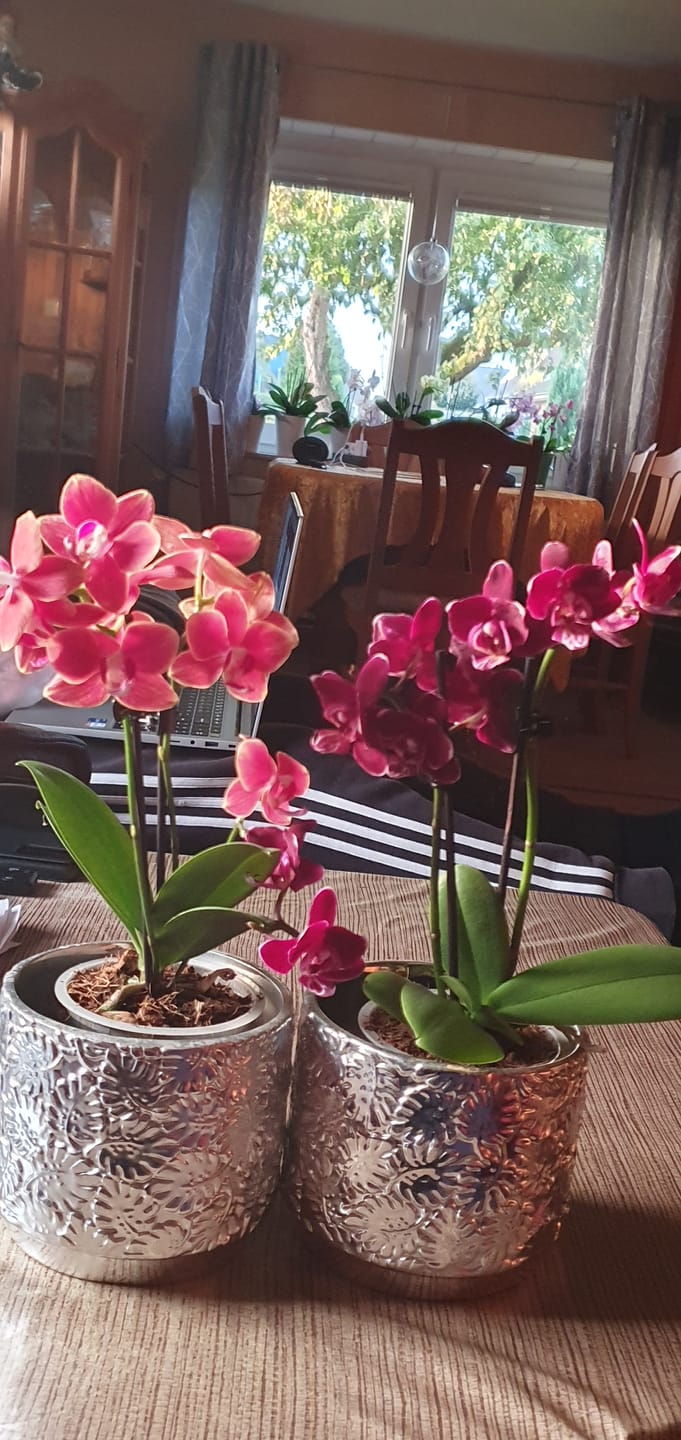 Customer photo review of Table Dance Aliyah Black mit dunkelroten Blüten und 2+ Rispen