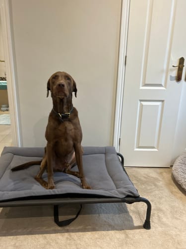 Customer photo review of HiK9 Bed with Chocolate Mesh Cover