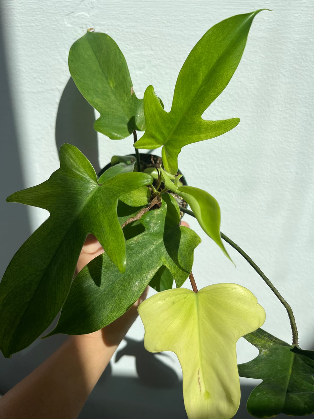 Customer photo review of Philodendron 'Florida Ghost'