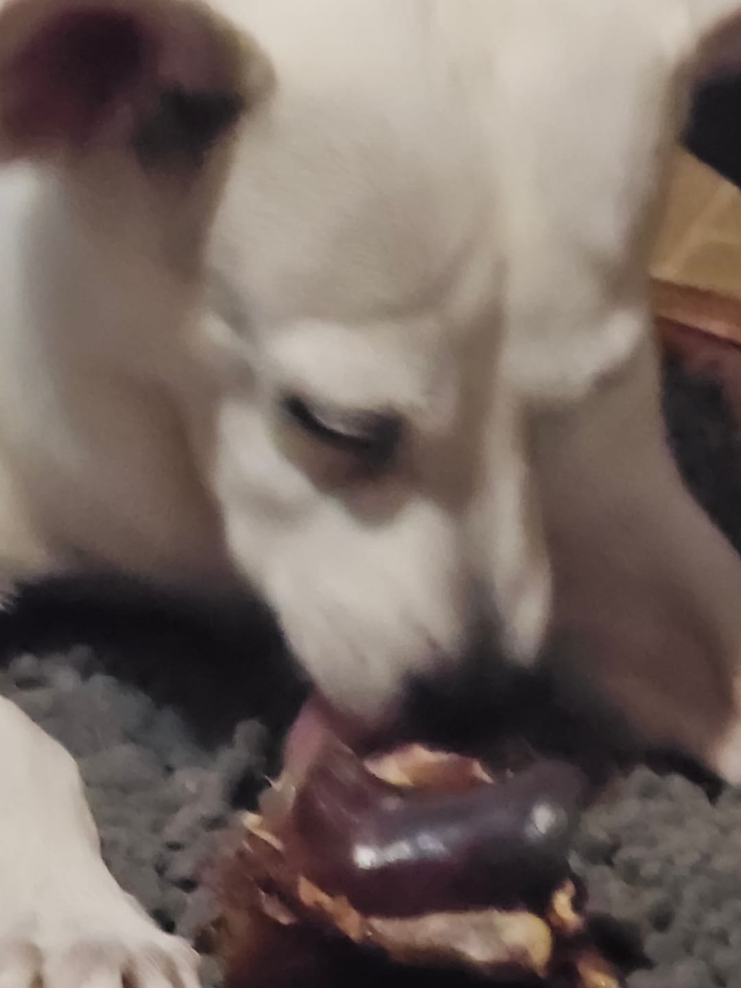 Customer photo review of Ostrich Knuckle (Medium – 4" x 3"): The Perfect Chew for Small to Medium Dogs & Sensitive Stomachs
