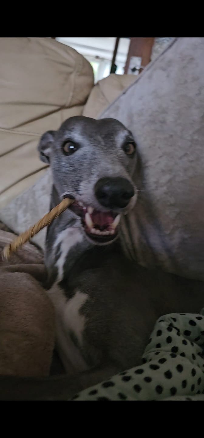 Customer photo review of Beef Bladder Twists (110g)