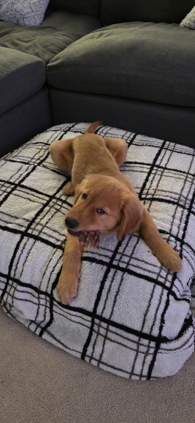 Customer photo review of 6 Inch Monster Braided Bully Stick