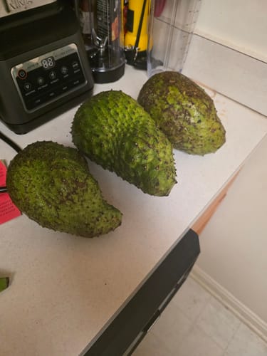 Customer photo review of Soursop