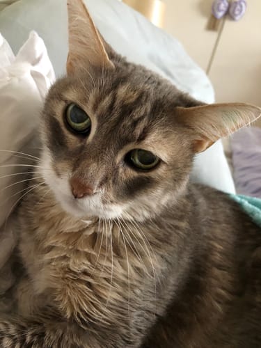 Customer photo review of 1 Month Supply – 2 Cat