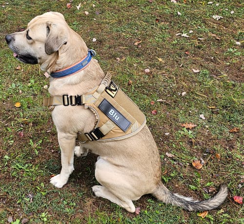 Customer photo review of NEW Upgraded Tactical No-Pull Team K9™ Dog Harness with 4 Quick-Release Metal Buckles, Reinforced Front & Back D-Rings, Hook & Loop Panels, Adjustable Straps, Reflective Strips, & Top Handle
