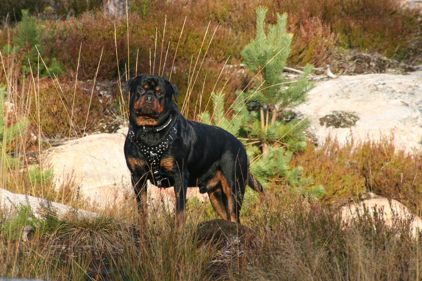 Customer photo review of 5cm Combat® Collar | With Handle & Secure Clip - Black
