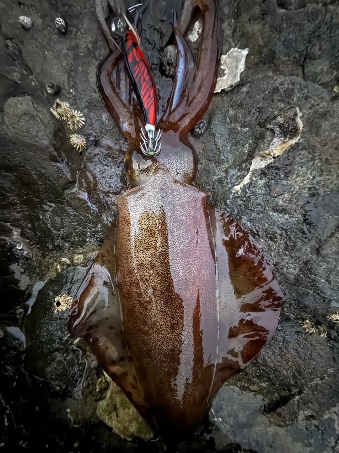 Customer photo review of Nightshade Black Unicorn Squid Jig (Slow Sinking)