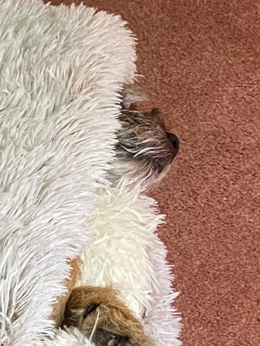 Customer photo review of Burrow Buddy™ - Pet Bed
