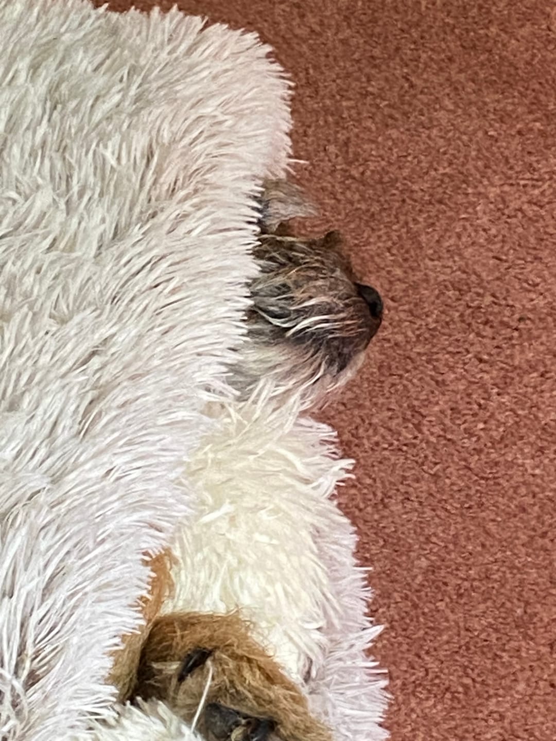Customer photo review of Burrow Buddy™ - Pet Bed
